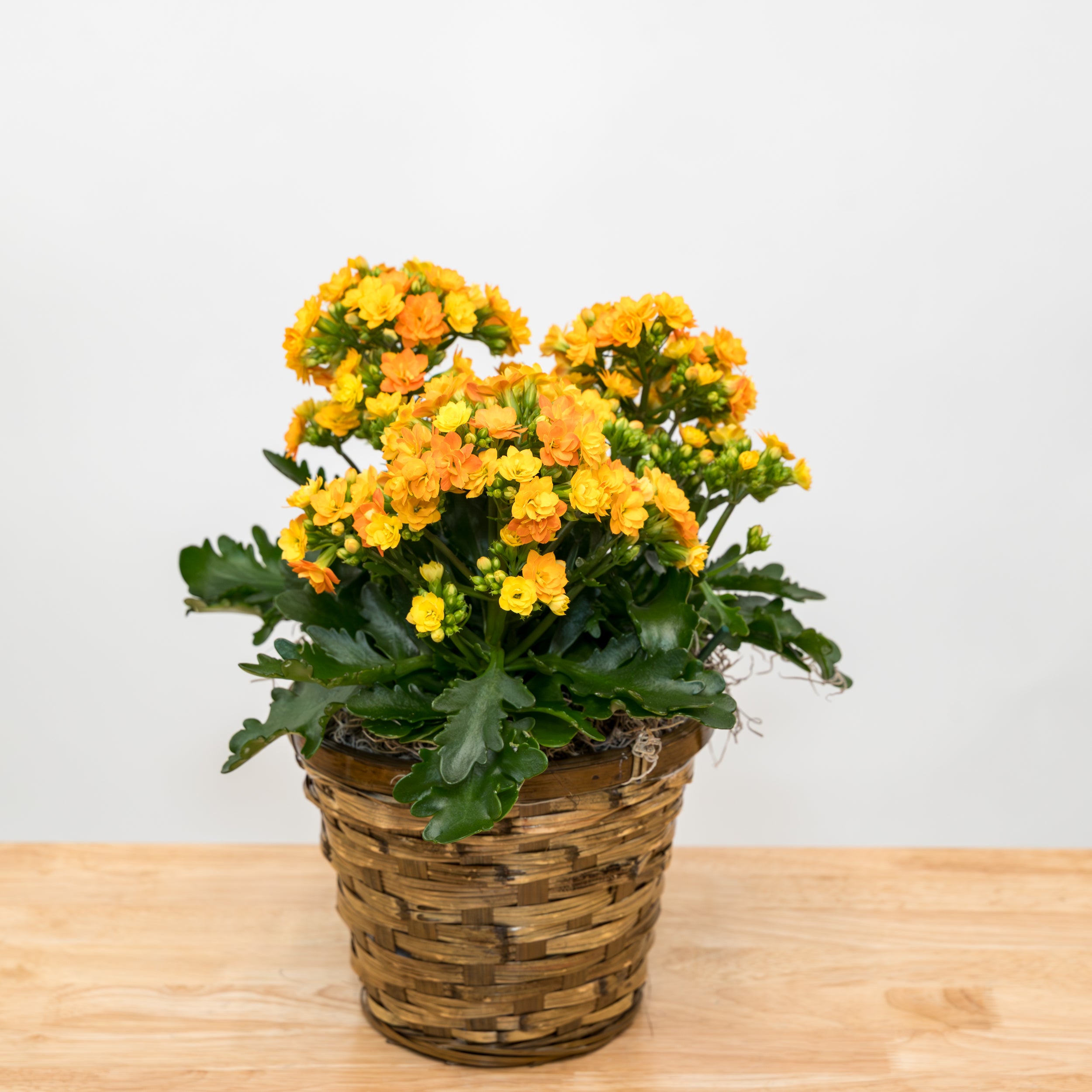 Vibrant Potted Kalanchoe